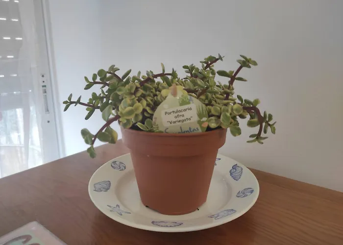 Sweet Coral Do Vau 1 I شقة بورتيماو