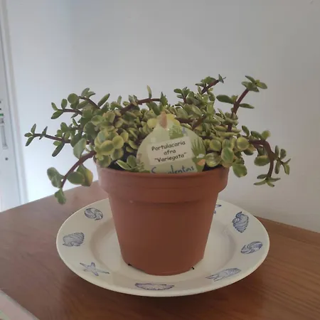 Sweet Coral Do Vau 1 I アパート ポルティマン